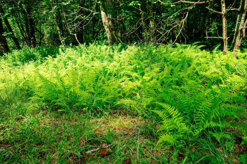 Lot 11 Quail Cove Circle, Warne NC 28909 - Photo