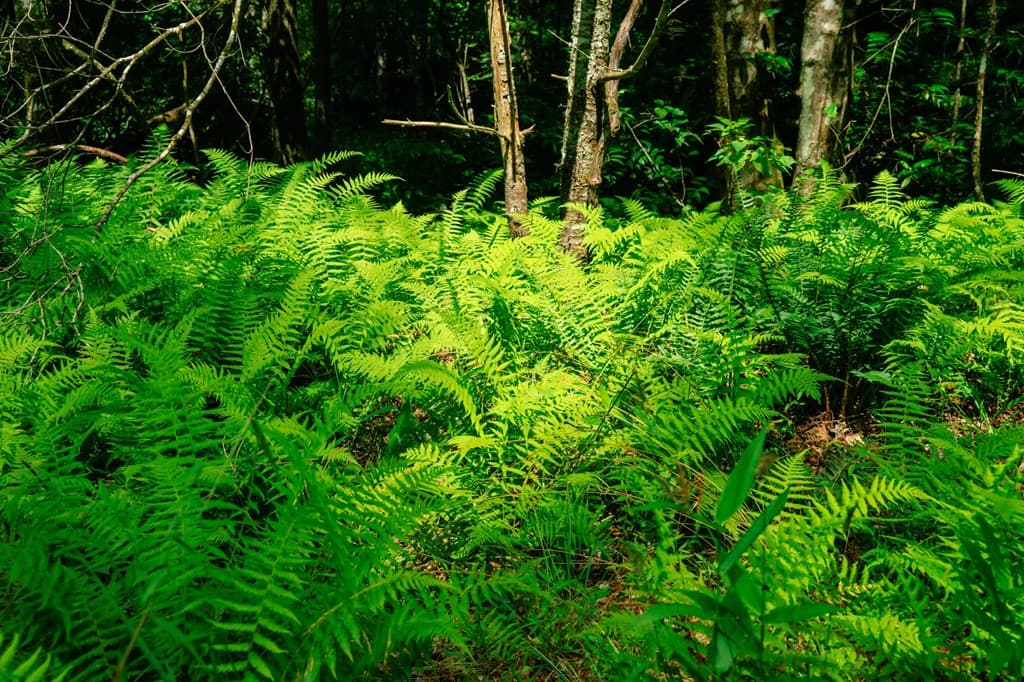 Lot 11 Quail Cove Circle, Warne NC 28909 - Photo