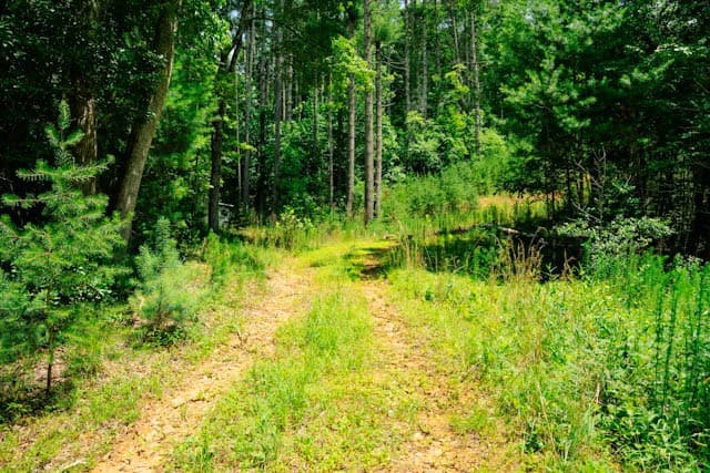 Lot 11 Quail Cove Circle, Warne NC 28909 - Photo