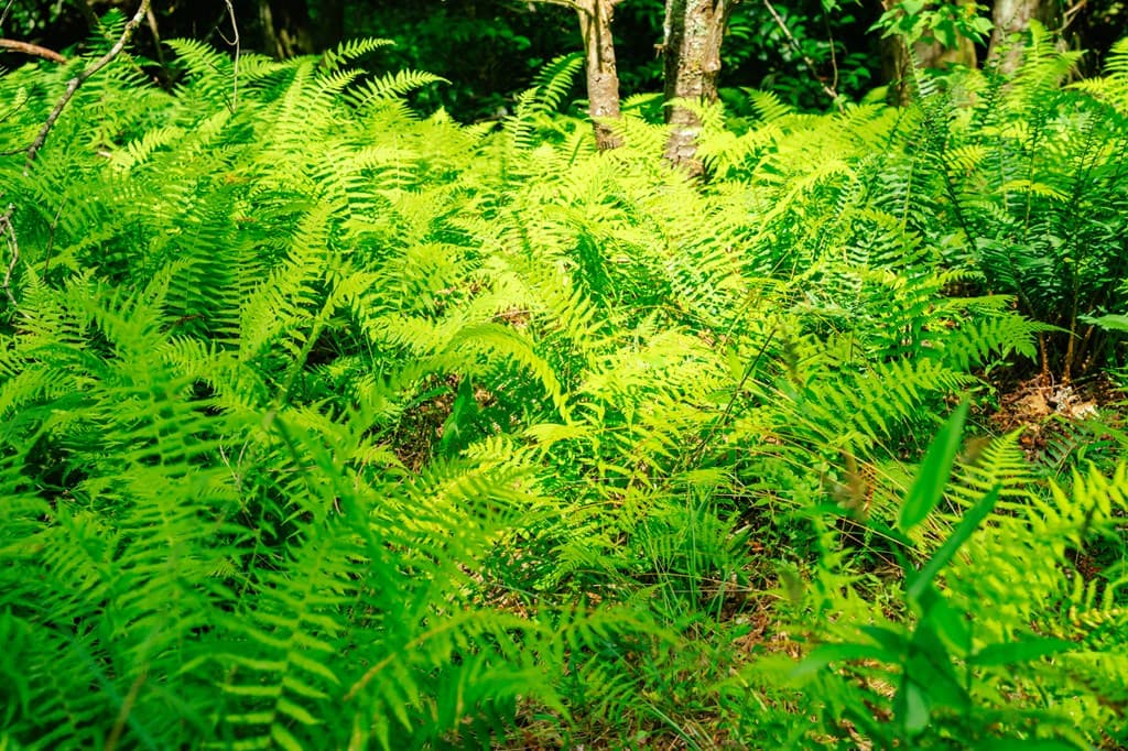 Lot 11 Quail Cove Circle, Warne NC 28909 - Photo
