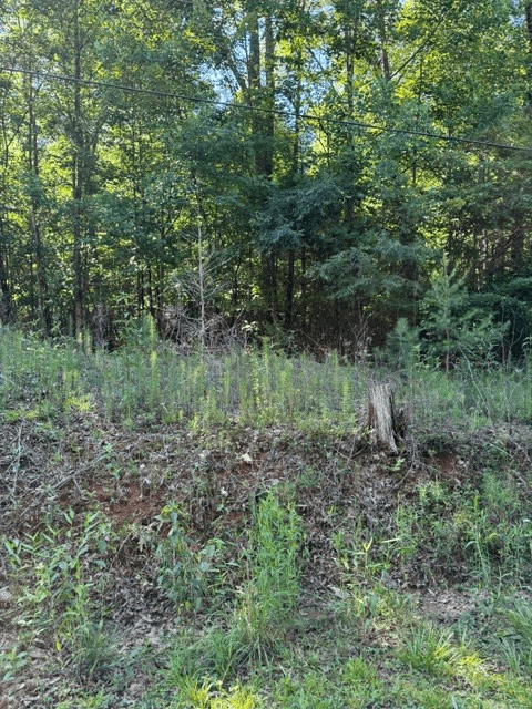 0 Southern Pines Drive, Ellijay GA 30540 - Photo