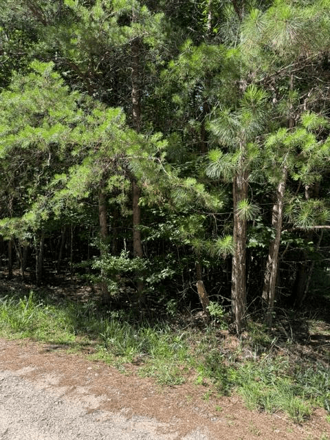 0 Southern Pines Drive, Ellijay GA 30540 - Primary photo