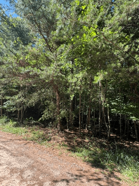 0 Southern Pines Drive, Ellijay GA 30540 - Photo