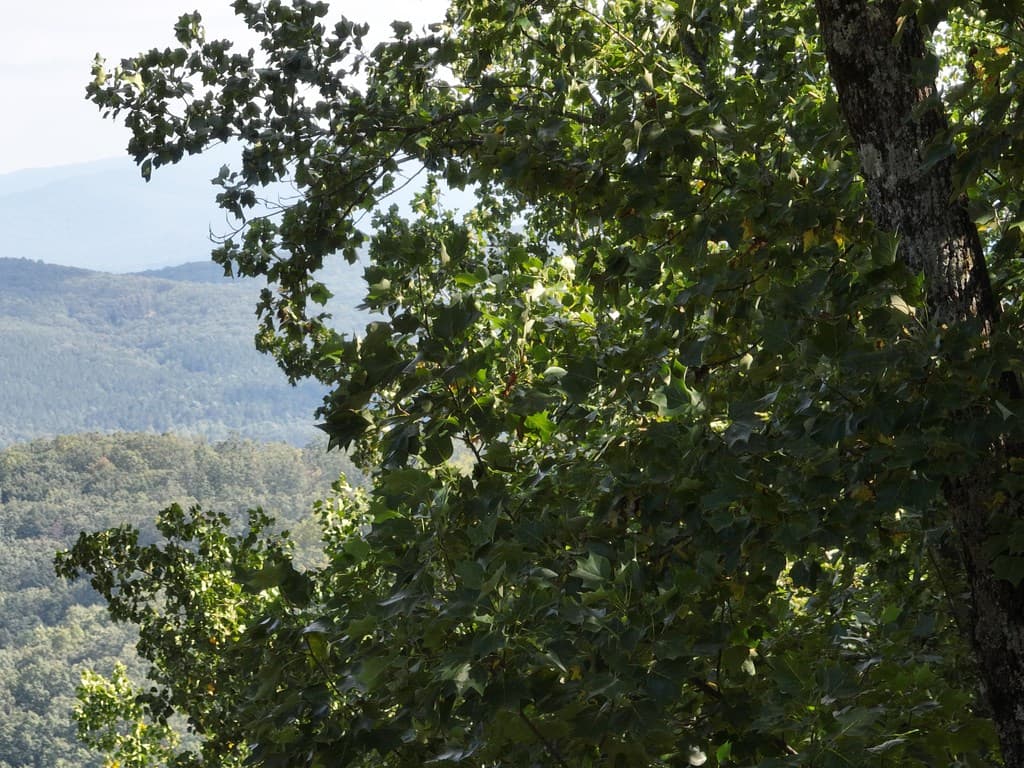 280 Andes Ridge, Ellijay GA 30536 - Photo