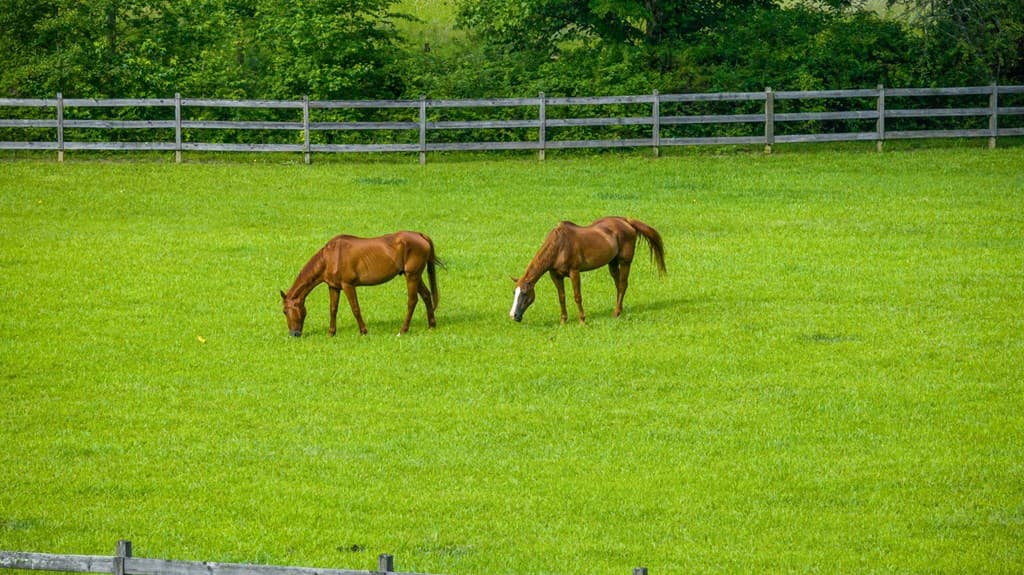 225 Cohutta Ranch Road, Blue Ridge GA 30513 - Photo