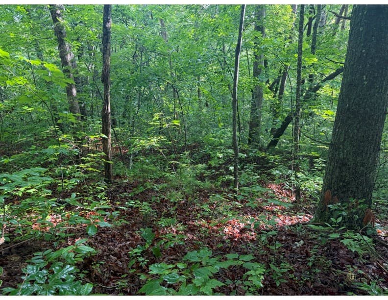 4.1 Ac Charlotte Mountain Road, Ellijay GA 30540 - Photo