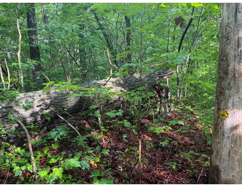 4.1 Ac Charlotte Mountain Road, Ellijay GA 30540 - Photo