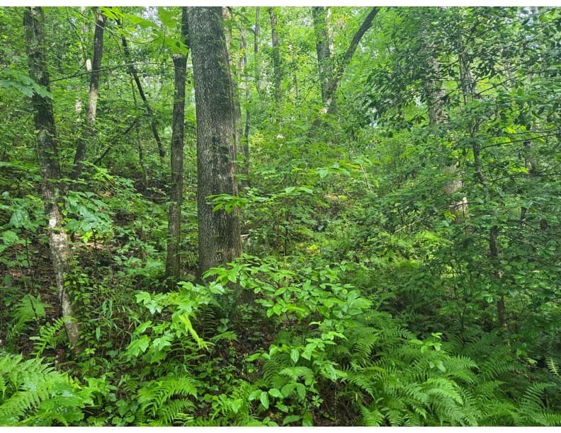4.1 Ac Charlotte Mountain Road, Ellijay GA 30540 - Photo
