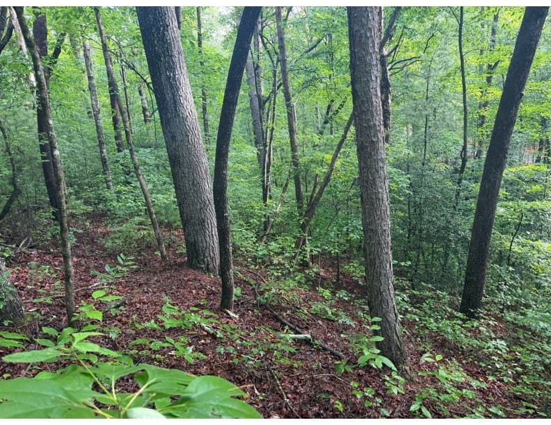 4.1 Ac Charlotte Mountain Road, Ellijay GA 30540 - Photo