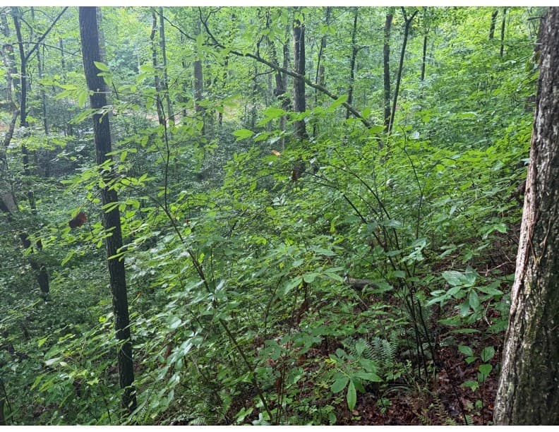 4.1 Ac Charlotte Mountain Road, Ellijay GA 30540 - Photo