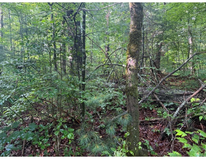 4.1 Ac Charlotte Mountain Road, Ellijay GA 30540 - Photo