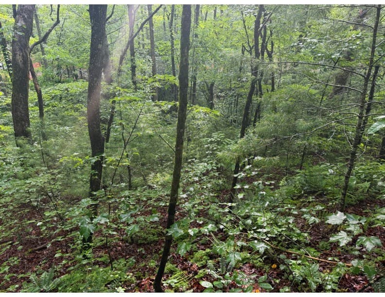 4.1 Ac Charlotte Mountain Road, Ellijay GA 30540 - Photo