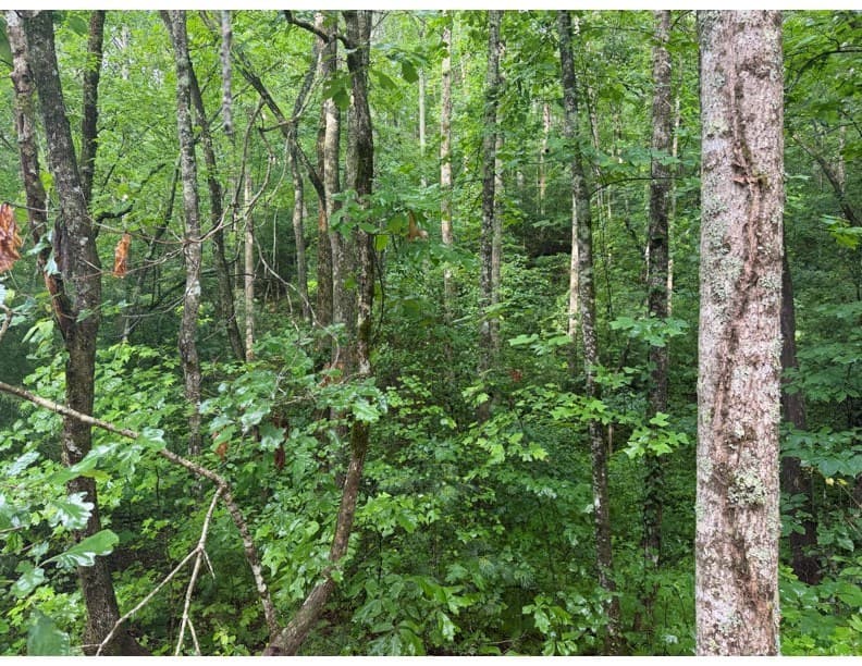 4.1 Ac Charlotte Mountain Road, Ellijay GA 30540 - Photo