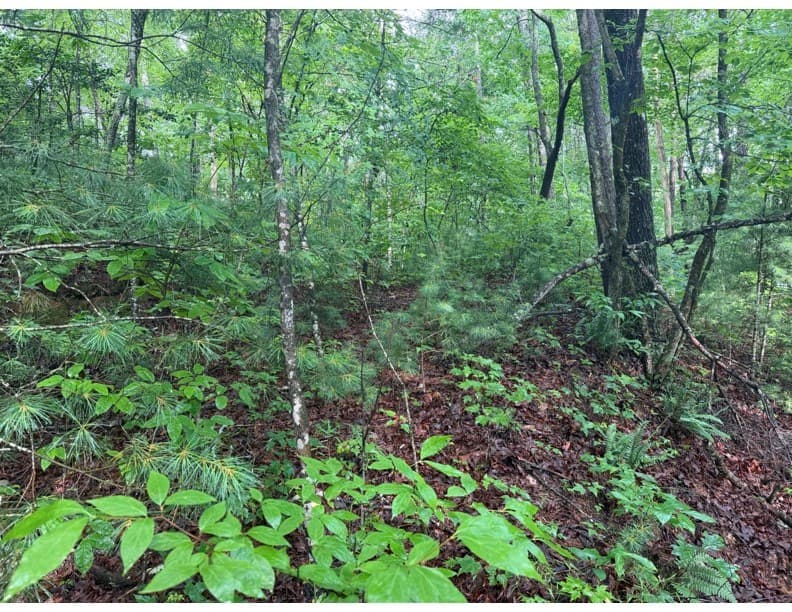 4.1 Ac Charlotte Mountain Road, Ellijay GA 30540 - Photo