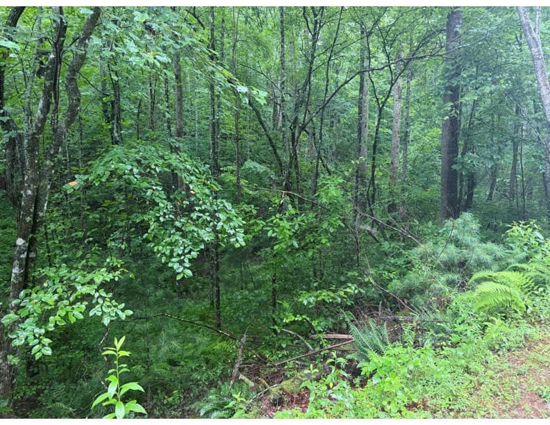 4.1 Ac Charlotte Mountain Road, Ellijay GA 30540 - Photo