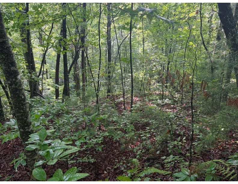 4.1 Ac Charlotte Mountain Road, Ellijay GA 30540 - Photo