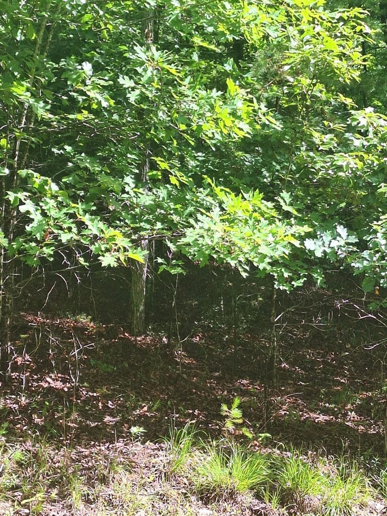 0 Meadow Brook Trail, Morganton GA 30560 - Photo