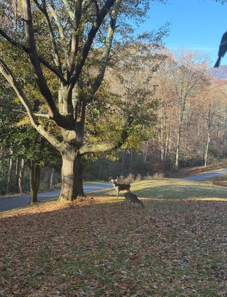 5127 Mineral Springs Road, Young Harris GA 30582 - Photo