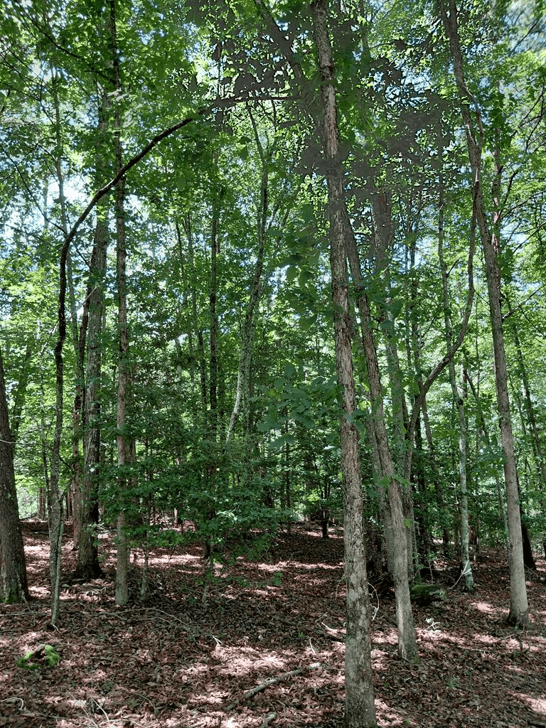 Lot 8 S Quail Cove Circle, Warne NC 28909 - Photo