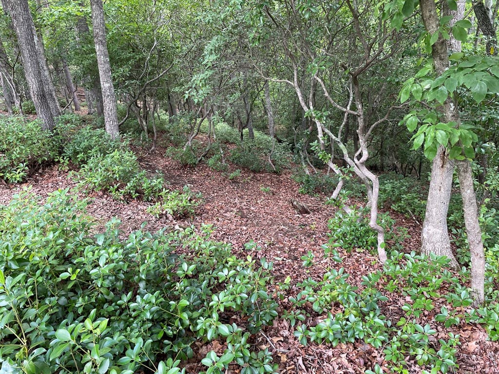 Lot 57 Asheland Overlook, Young Harris GA 30582 - Photo