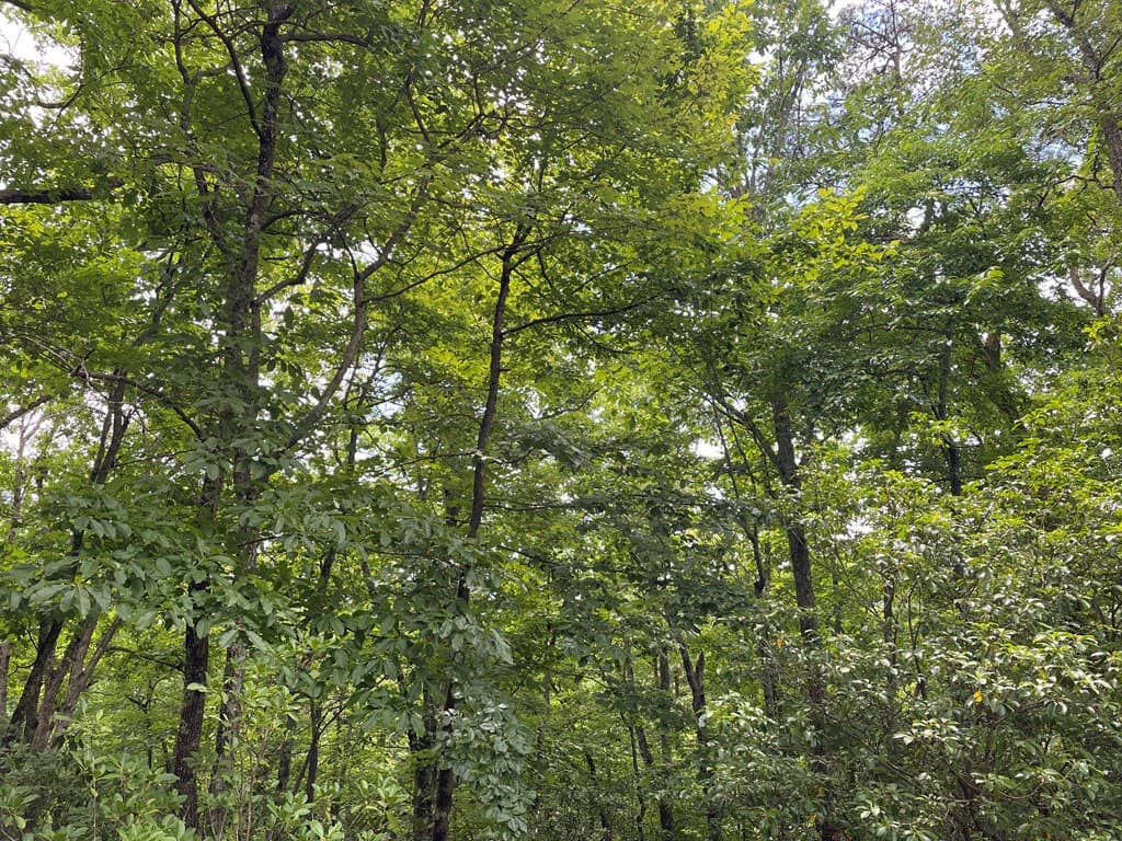 Lot 57 Asheland Overlook, Young Harris GA 30582 - Photo