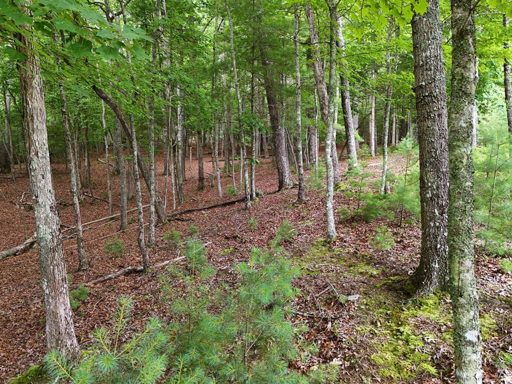 Lot 4 Courtney Lane, Blairsville GA 30512 - Photo