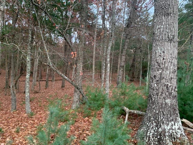 Lot 4 Courtney Lane, Blairsville GA 30512 - Photo