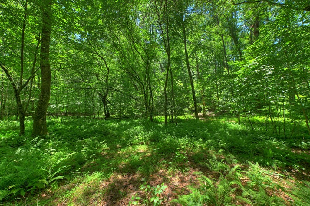 6385 Hwy 2, Epworth GA 30541 - Photo