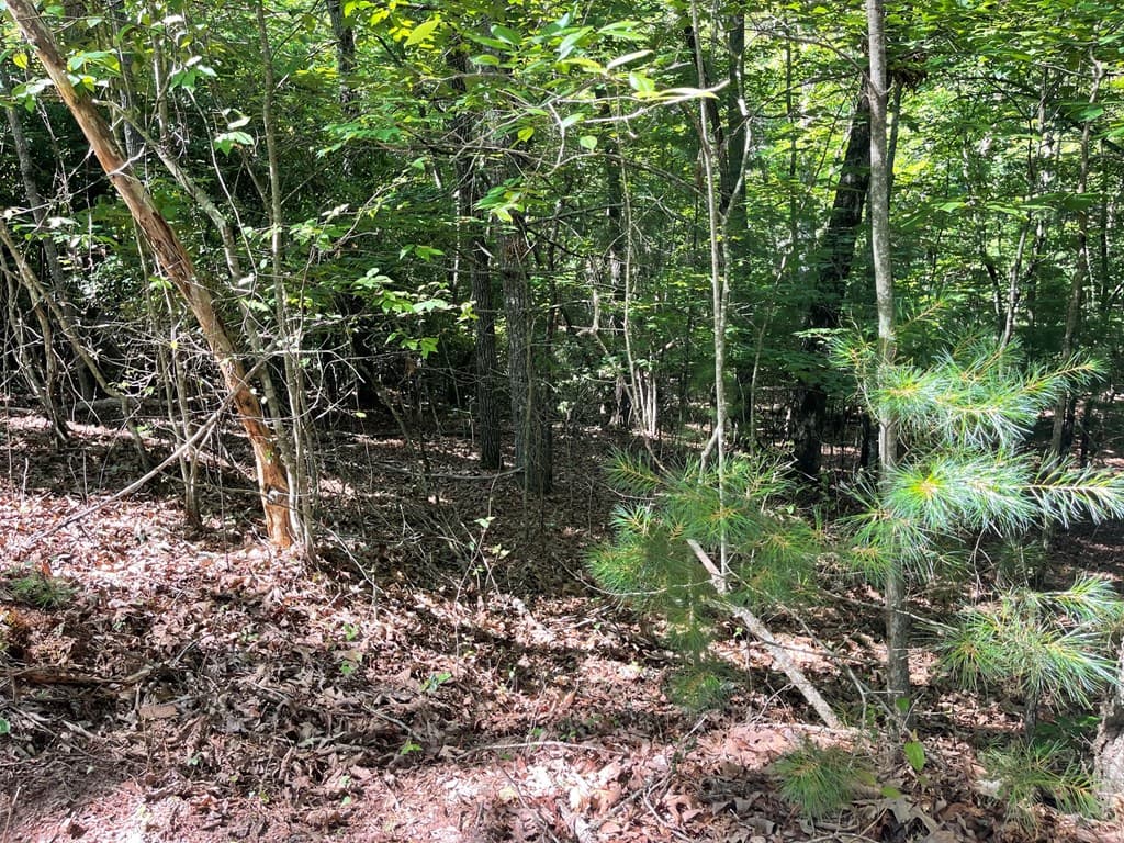 0 Rizzitello Lane, Blairsville GA 30512 - Photo