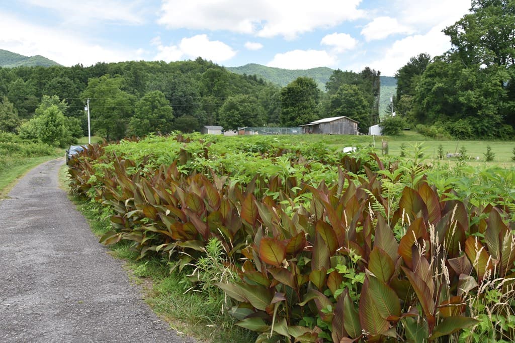126 Bolo Lane, Hayesville NC 28904 - Photo