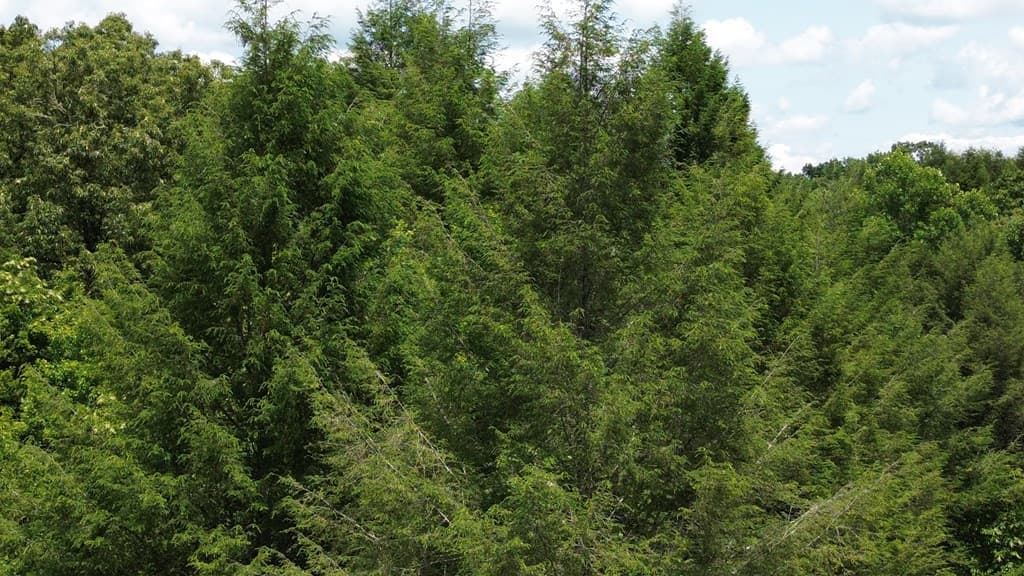 155 Acre Hemlock Ridge Subd, Turtletown TN 37391 - Photo