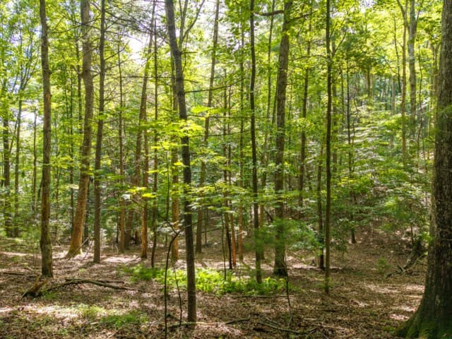 5198 Flat Branch Road, Ellijay GA 30540 - Photo