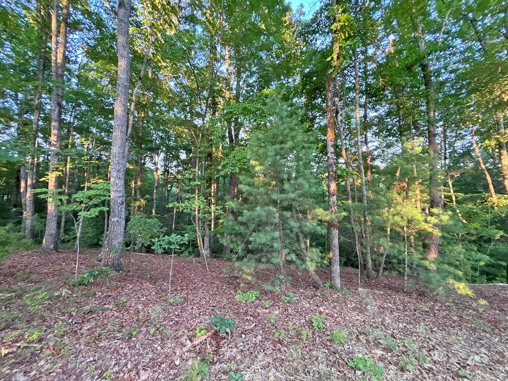 Lot 20 Mt. Springer Road, Ellijay GA 30540 - Photo
