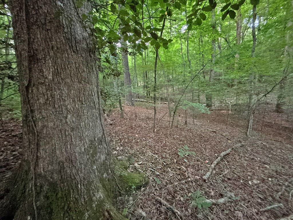 Lot 20 Mt. Springer Road, Ellijay GA 30540 - Photo