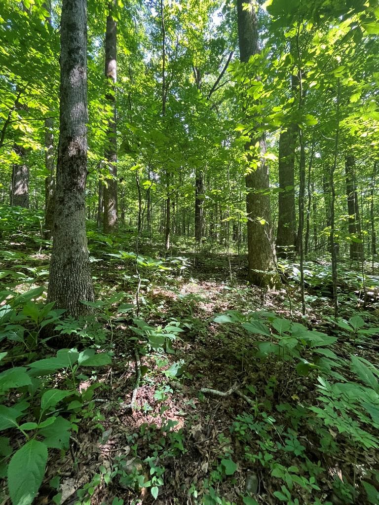 0 Monument Road, Jasper GA 30143 - Photo