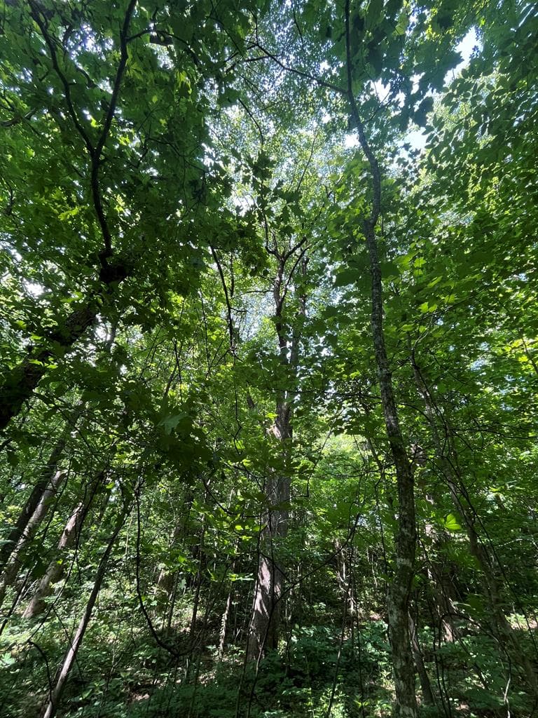 0 Monument Road, Jasper GA 30143 - Photo