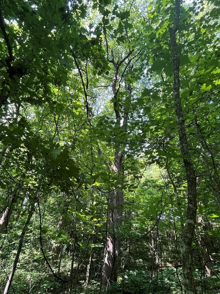 0 Monument Road, Jasper GA 30143 - Photo
