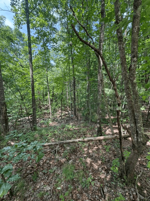 TR 3 & 4 Lakeland Drive, Ellijay GA 30540 - Photo