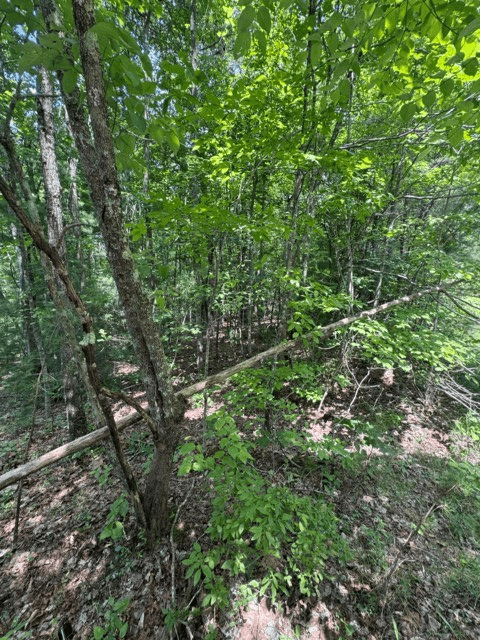 TR 3 & 4 Lakeland Drive, Ellijay GA 30540 - Photo