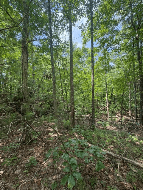 TR 3 & 4 Lakeland Drive, Ellijay GA 30540 - Photo
