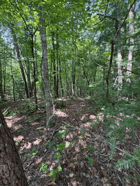 TR 3 & 4 Lakeland Drive, Ellijay GA 30540 - Photo
