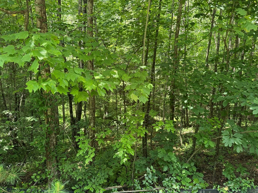 Lot E9 Reece Mountain Road, Ellijay GA 30536 - Photo