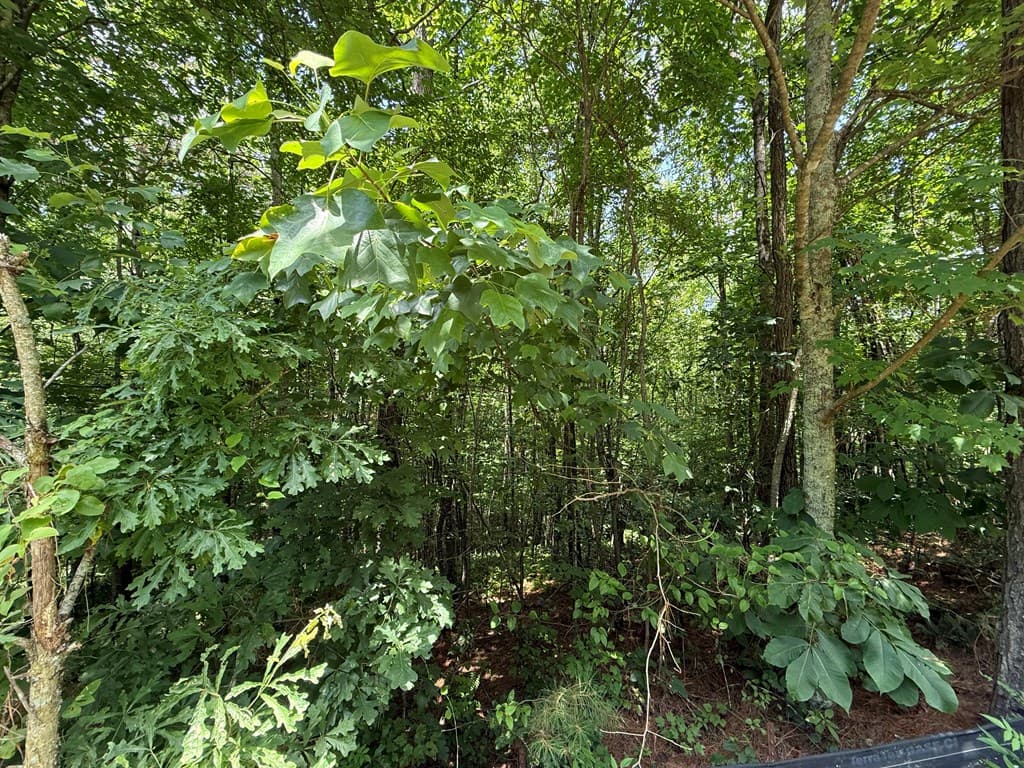 Lot E9 Reece Mountain Road, Ellijay GA 30536 - Photo