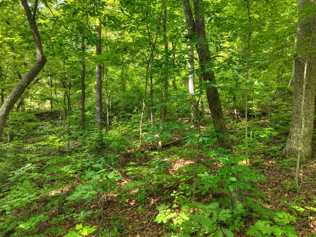 Lt 61 North Harris Creek Dr, Ellijay GA 30540 - Photo