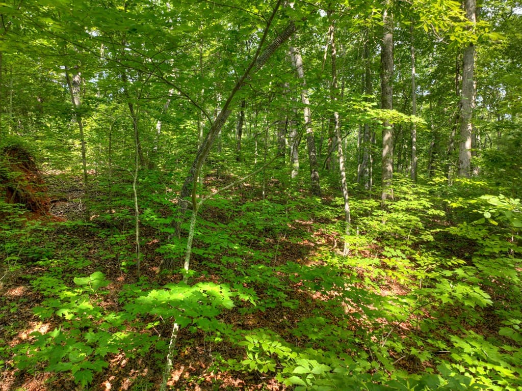 Lt 61 North Harris Creek Dr, Ellijay GA 30540 - Photo