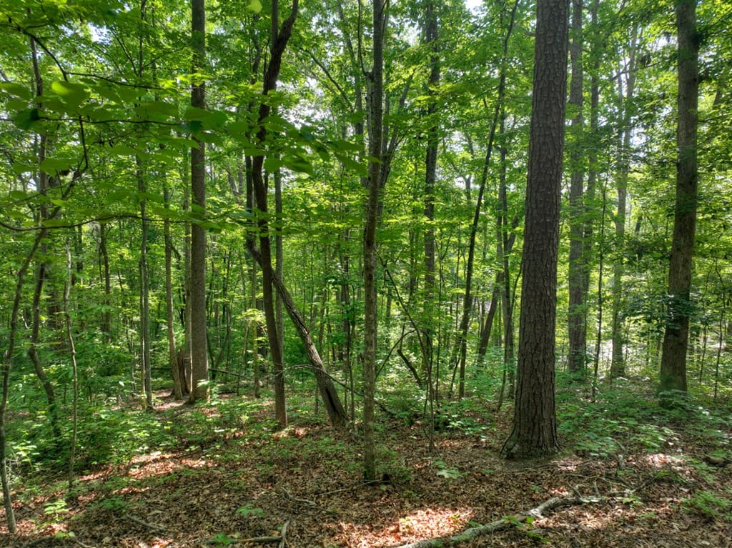 Lt 61 North Harris Creek Dr, Ellijay GA 30540 - Photo