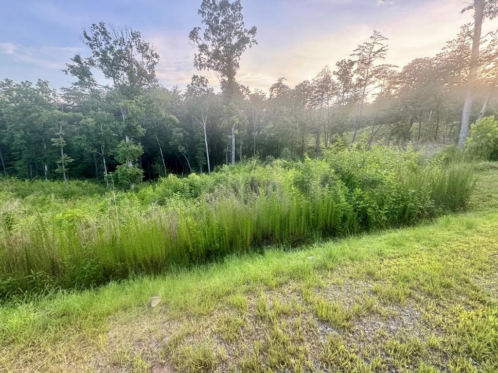LT12 Mountain Laurel Ridge, Mineral Bluff GA 30559 - Photo