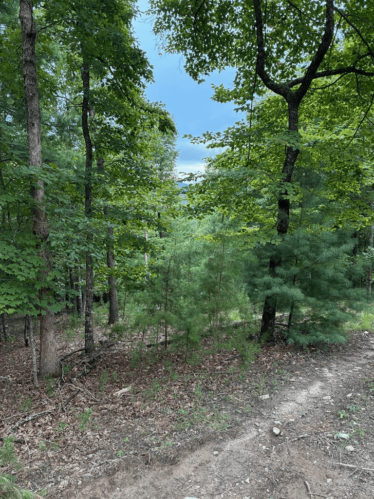 50+/- Pickelsimer Road, Morganton GA 30560 - Photo
