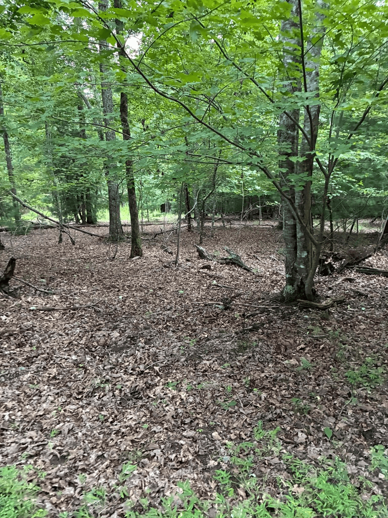 50+/- Pickelsimer Road, Morganton GA 30560 - Photo