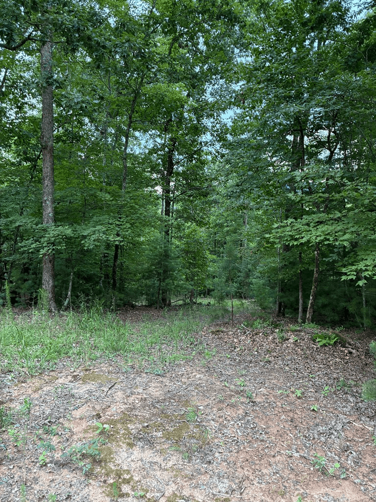 50+/- Pickelsimer Road, Morganton GA 30560 - Photo